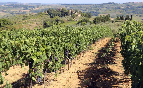 Weinreben mit Trauben im Spätsommer auf dem Land — Stockfoto