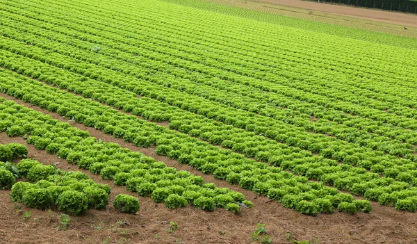 Agricoltura: campo enorme di lattuga verde in estate — Foto Stock