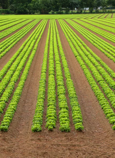 Agricultura: enorme campo de lechuga verde en verano —  Fotos de Stock