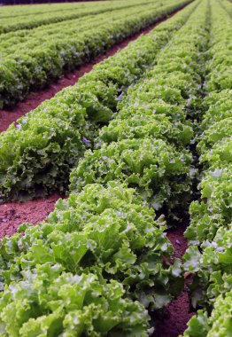 Tarım: büyük alan yeşil marul