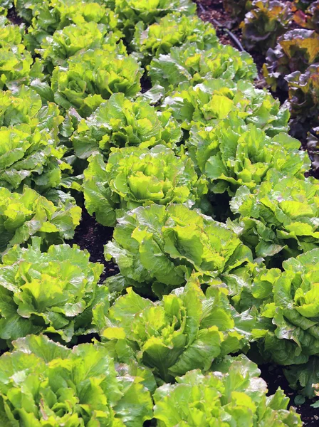 Grüner Salat und Chicorée-Köpfe im Gemüsegarten — Stockfoto