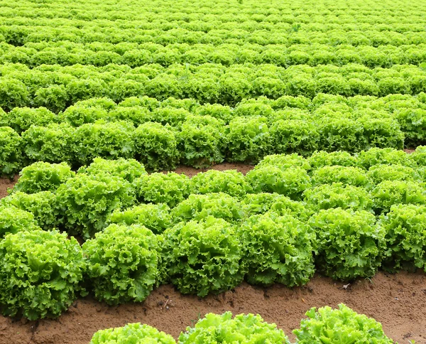 Jordbruk: stort område grön sallad — Stockfoto