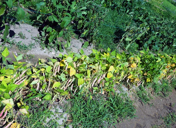 Bönan växter med pods i stor köksträdgård — Stockfoto