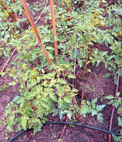 Tomate aux fruits mûrs dans le potager hte — Photo