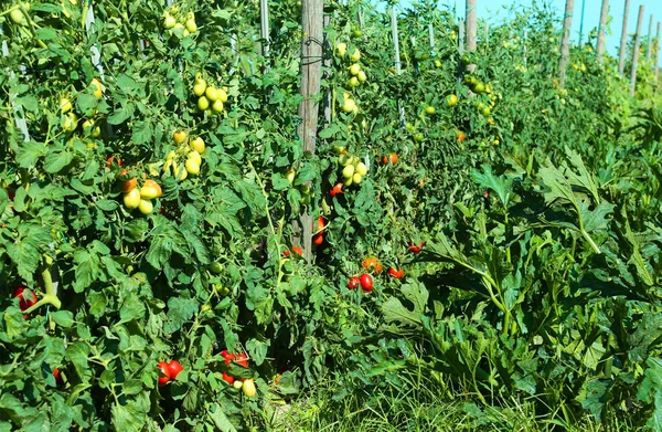 Planta de tomate com frutas maduras no verão — Fotografia de Stock