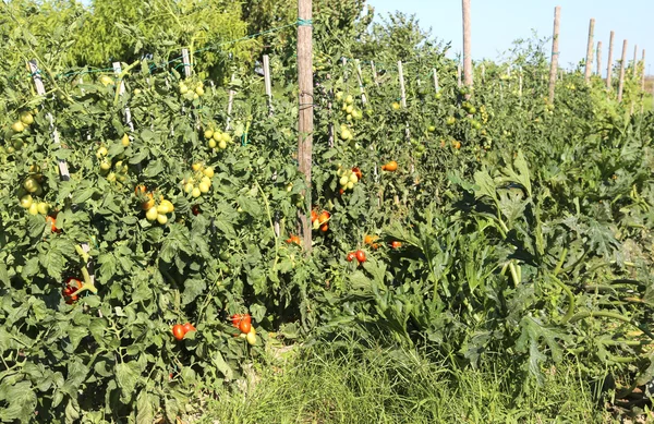Planta de tomate com frutas maduras em horta hte no verão — Fotografia de Stock