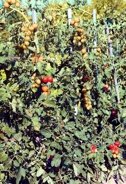 Tomatplantor med mogna frukter i grönsakslandet — Stockfoto