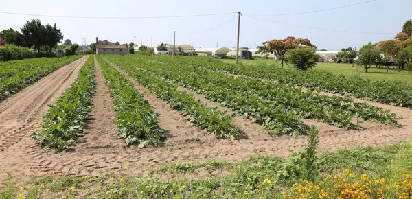 Campo di zucchine verdi in estate — Foto Stock