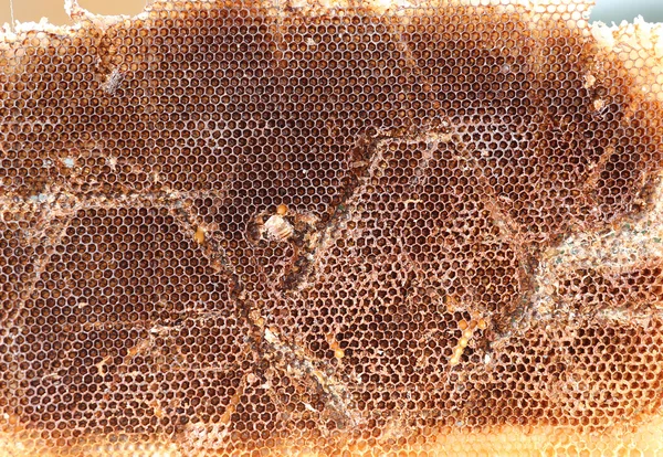 벌 꿀을 수확 후 하이브의 6 각형 세포 — 스톡 사진