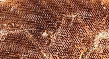 Altıgen hücreleri, bal hasat sonra bir kovanı