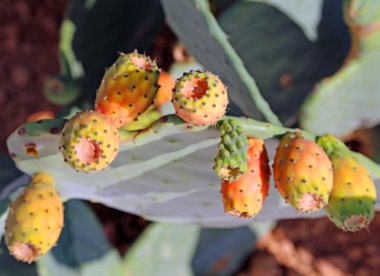 kaktüs olgun Hint incir opuntia