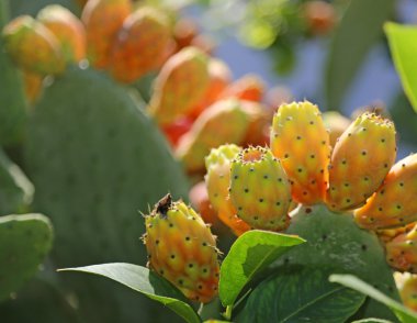 Hint incir opuntia ya da kaktüs inciri