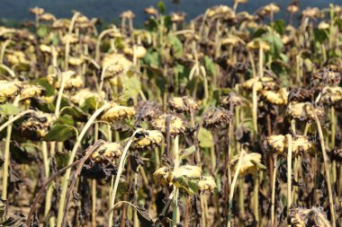 Yaz aylarında birçok kurutulmuş ayçiçekleri alanı