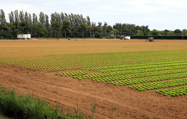 夏には緑のレタスの農業: 巨大なフィールド — ストック写真