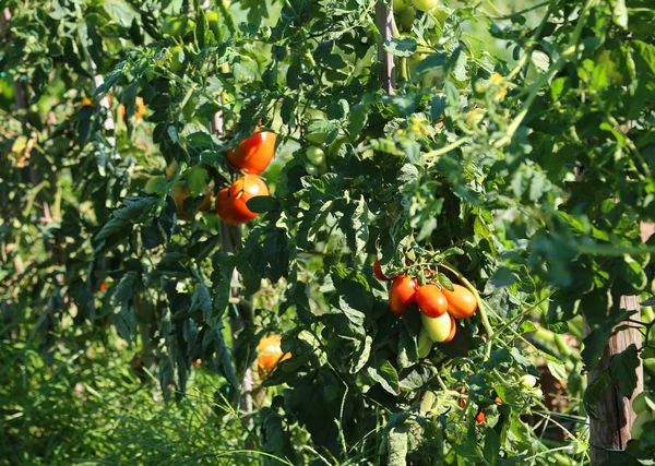 Planta de tomate com frutas maduras em horta hte — Fotografia de Stock