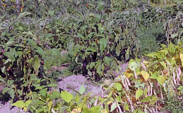 Kebun besar dengan banyak sayuran di musim panas — Stok Foto