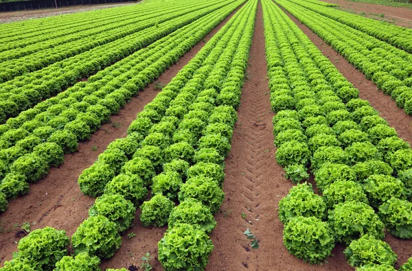Landbouw: enorme gebied van groene sla in de zomer — Stockfoto