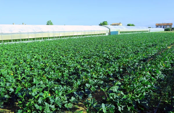 Champ de courgettes vertes en été — Photo