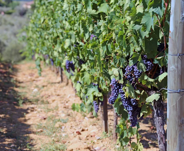 Viñedo con uvas en el campo en verano — Foto de Stock
