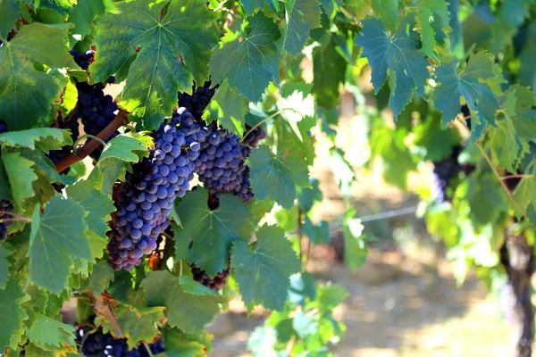 Спелый черный виноград в сельской местности в Италии — стоковое фото