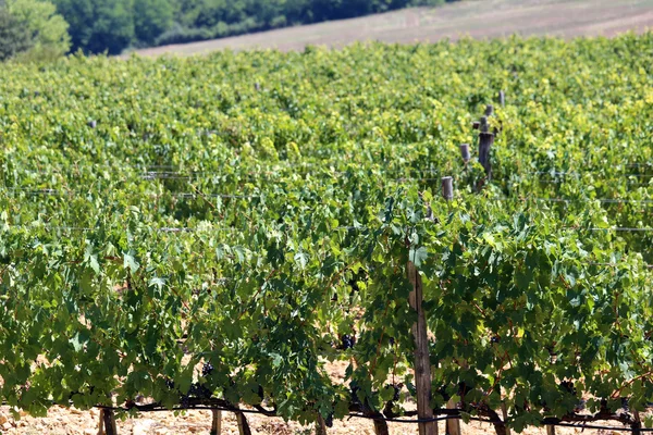 Vineyard with grapes in the italian countryside in summer — Stock Photo, Image