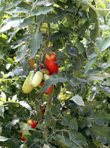 Pomidorów uprawianych w szklarni w kontrolowanej temperaturze — Zdjęcie stockowe