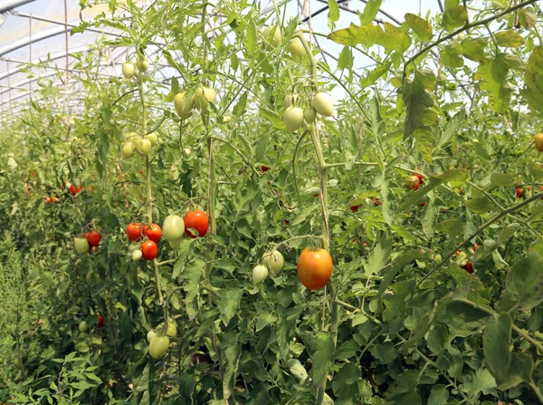 Tomates cultivados en invernadero a temperatura controlada — Foto de Stock