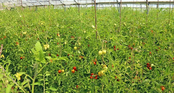 Tomates maduros cultivados en un invernadero — Foto de Stock