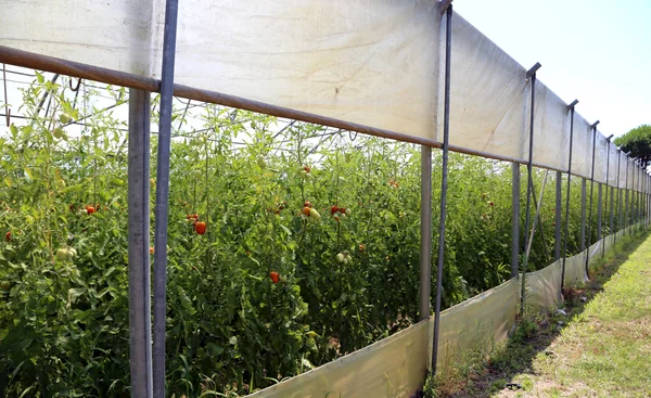 温度制御で温室栽培トマト — ストック写真