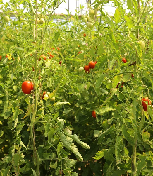 Tomates maduros cultivados em estufa — Fotografia de Stock