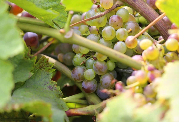 Racimos grandes de uvas blancas maduras en el viñedo —  Fotos de Stock