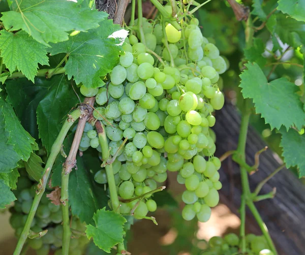 Большие гроздья белого винограда на винограднике осенью — стоковое фото