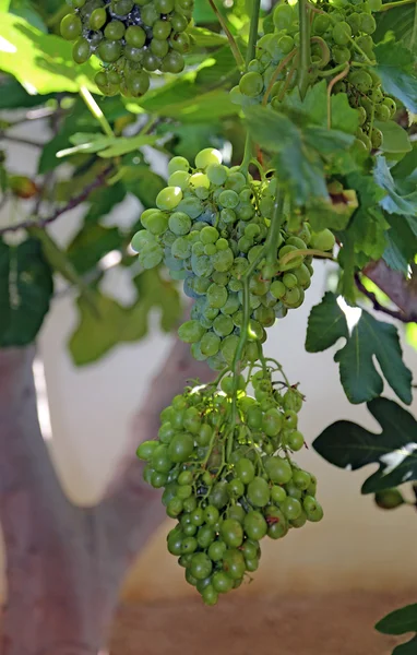 Racimos de uvas blancas maduras en el viñedo en otoño —  Fotos de Stock