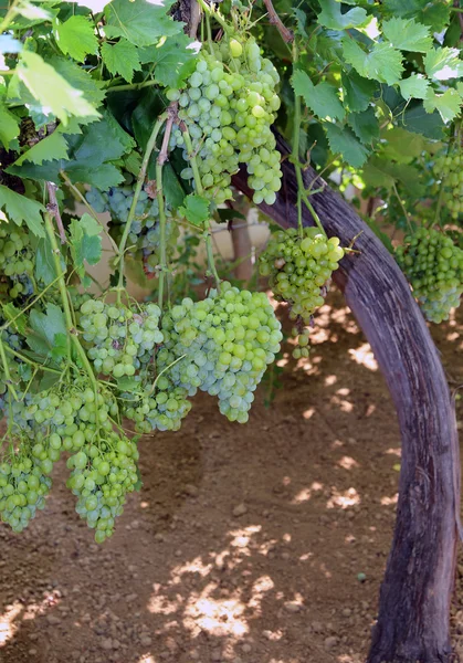 Grandes cachos de uvas brancas maduras na vinha — Fotografia de Stock