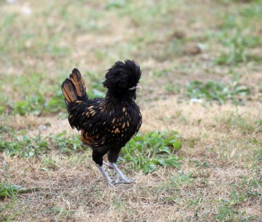 büyük horoz tüyleri kret üzerinde tutam ile