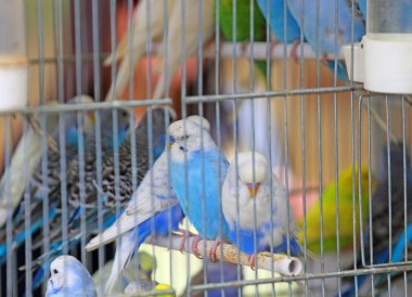 birçok muhabbet kuşu kafesleri Satılık evde beslenen hayvan depolama
