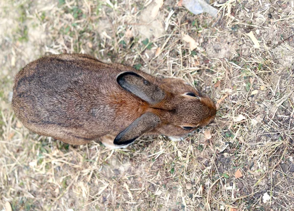 Kaninchen mit langen Ohren und gerafftem Fell — Stockfoto