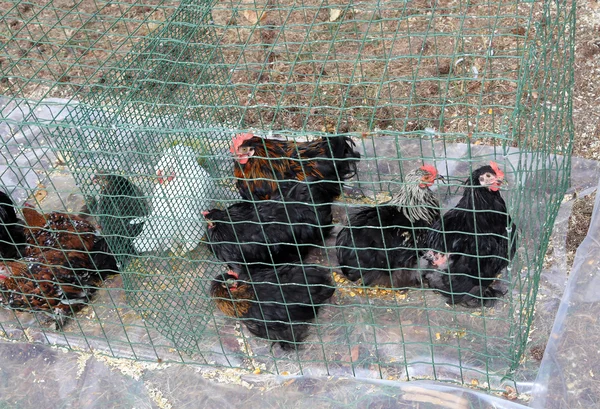 Poules et poulets en cage destinés à être vendus sur le marché — Photo