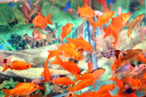 Goldfish in an aquarium for sale in the pet store — Stock Photo, Image