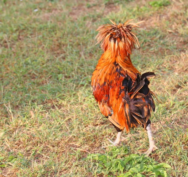 Stor tupp gårdar med tofs av fjädrar över krönet — Stockfoto