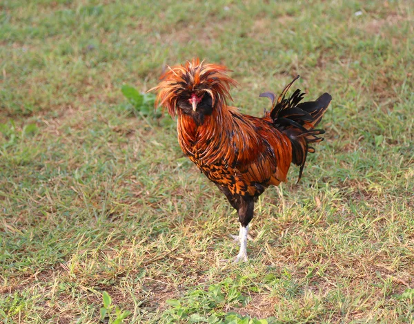 Fermes de coqs avec la touffe de plumes — Photo