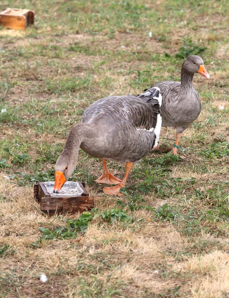 Two greylag goose  in the animal farm — Stock Photo, Image