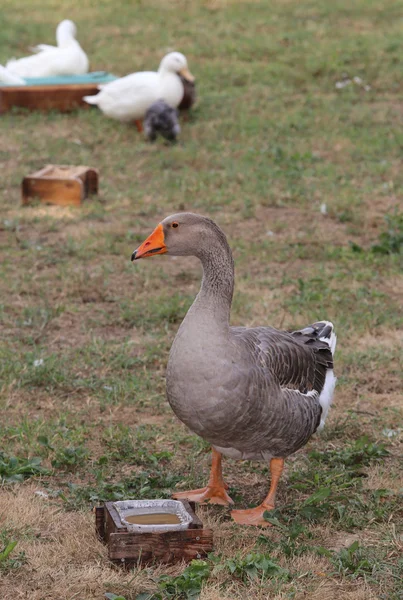 Oie grise dans la ferme animale — Photo