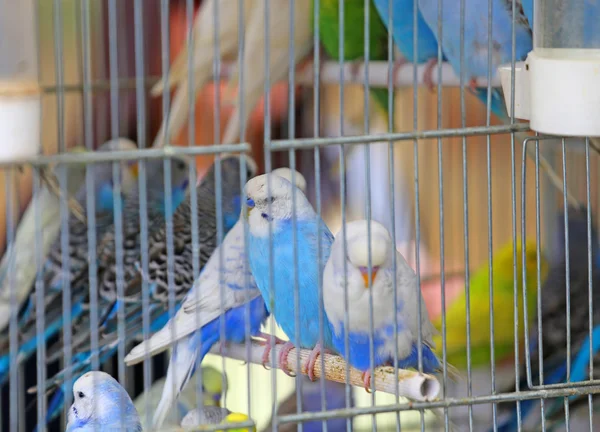 birçok muhabbet kuşu kafesleri Satılık evde beslenen hayvan depolama