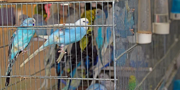colourful budgies in cages for sale