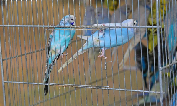 Two colourful budgies in cages for sale in the pet store — Stock Photo, Image