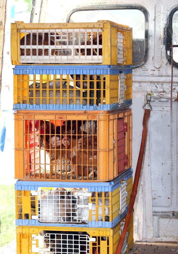 caged hens and chickens to be sold to the market