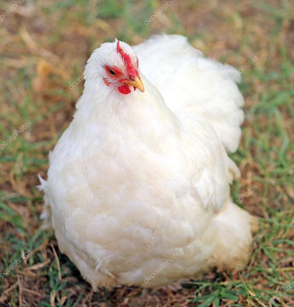 white hen inside the farm fence