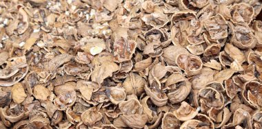 fındık kabukları çekirdek olmadan demet