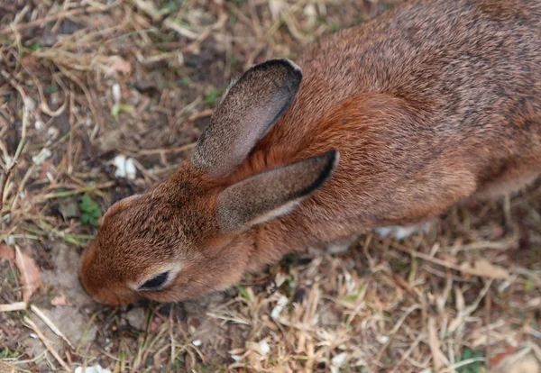 Молодой кролик с длинными ушами и — стоковое фото